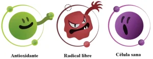 Los Radicales Libres y Antioxidantes